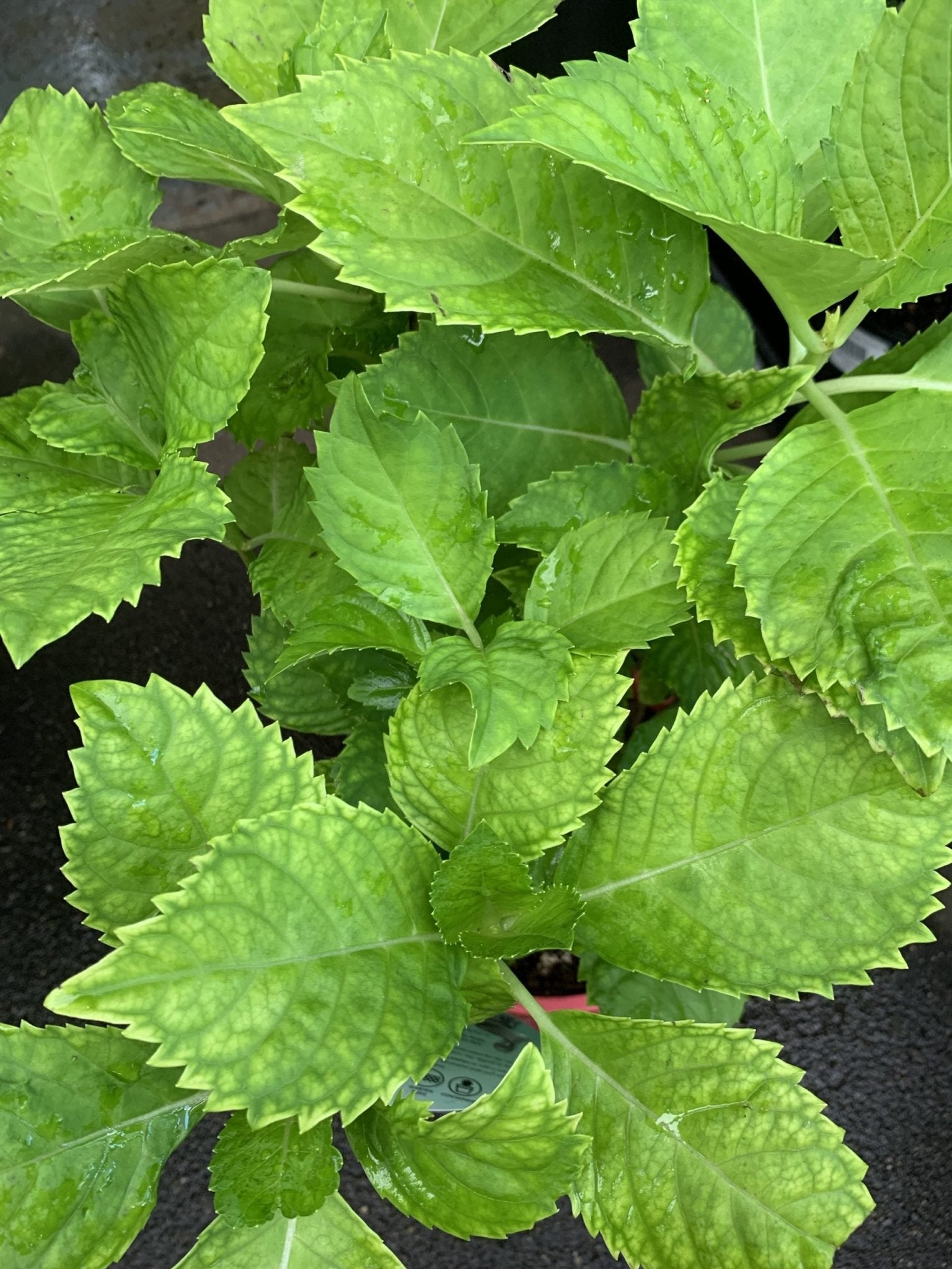 Hydrangea Deep Purple - Ladybird Nursery