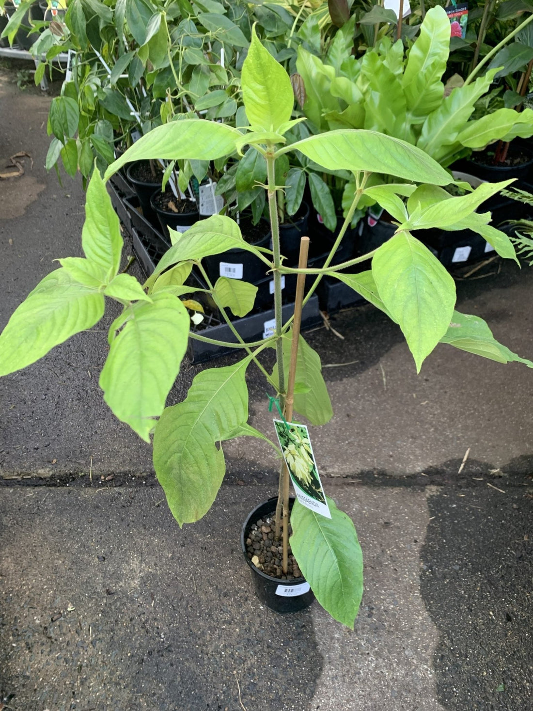 Mussaenda 'Dona Aurora' - Ladybird Nursery