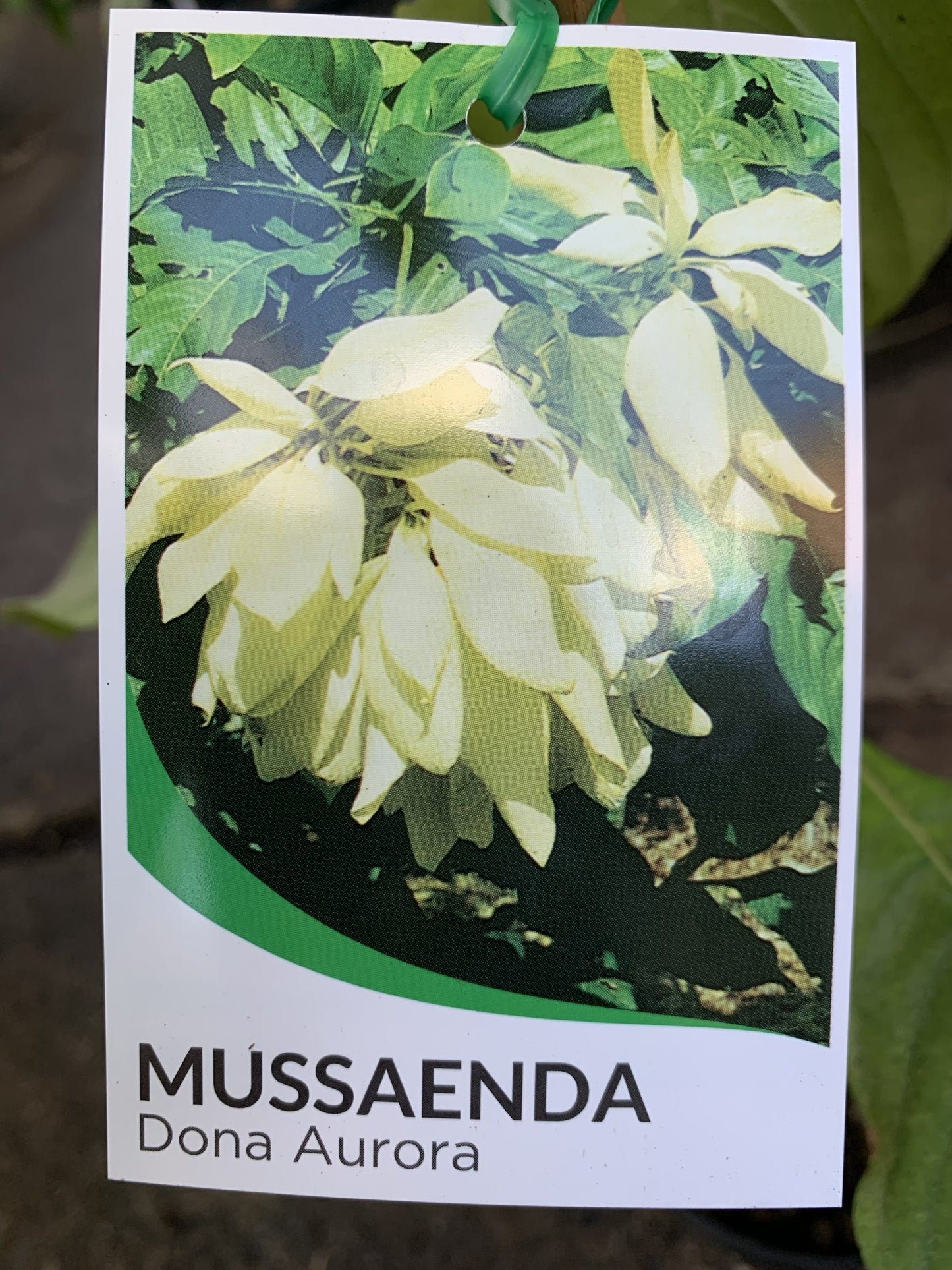 Mussaenda 'Dona Aurora'