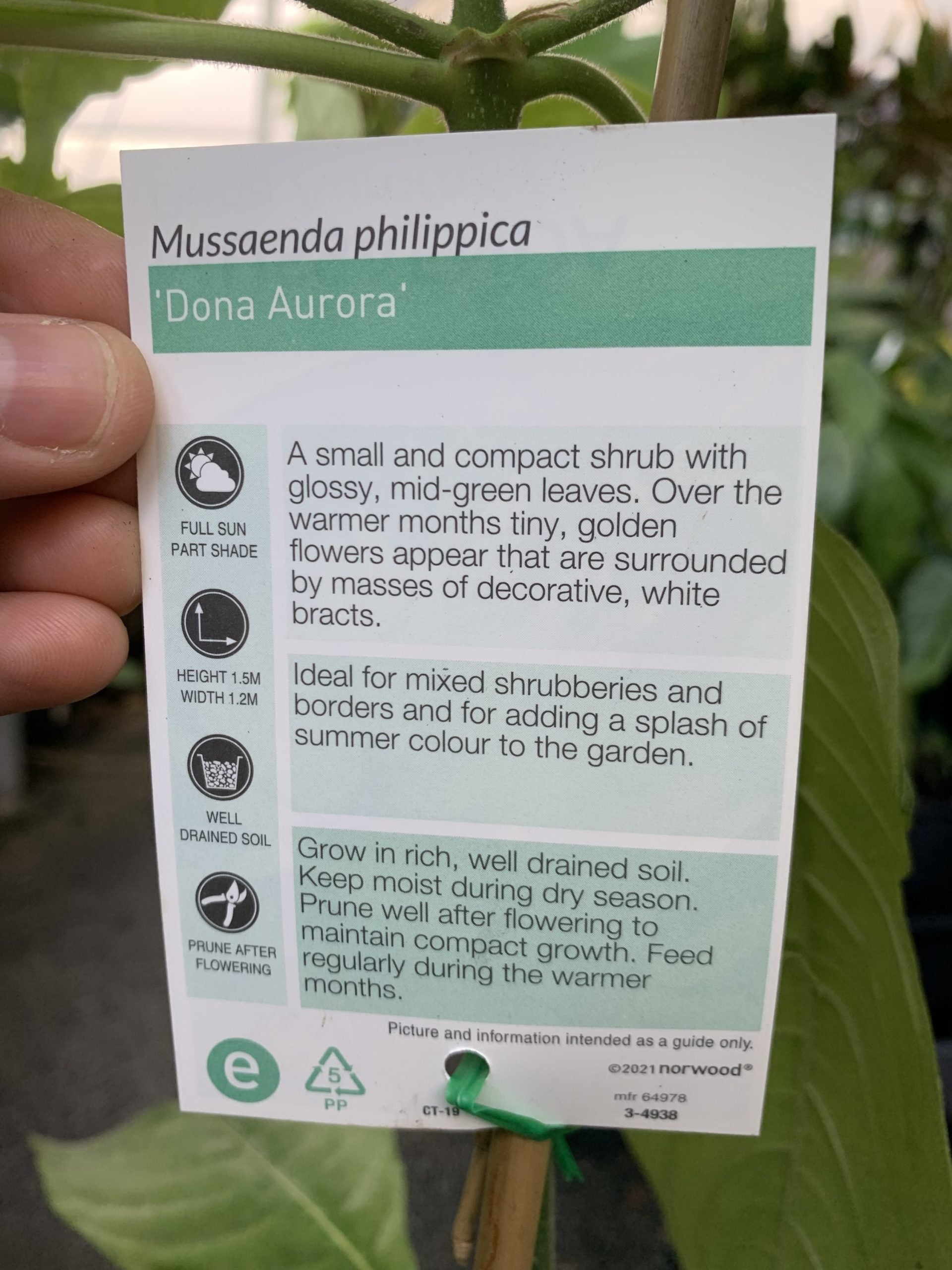 Mussaenda 'Dona Aurora'