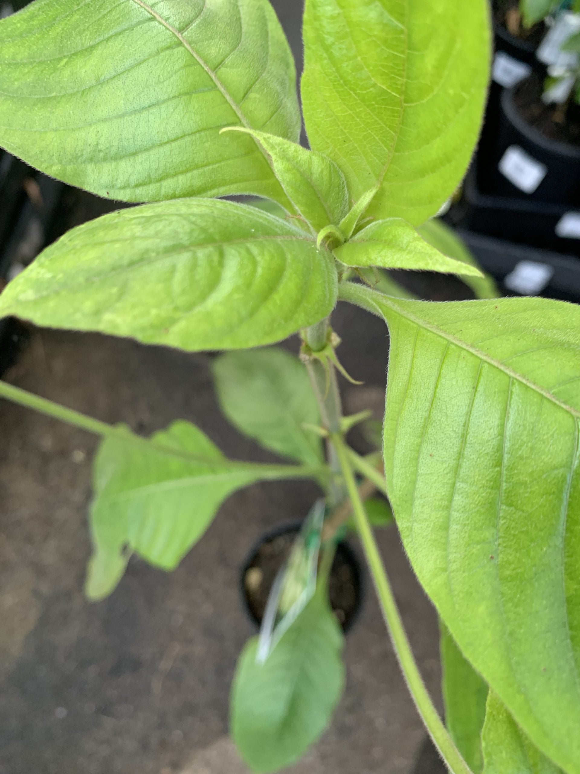 Mussaenda 'Dona Aurora'