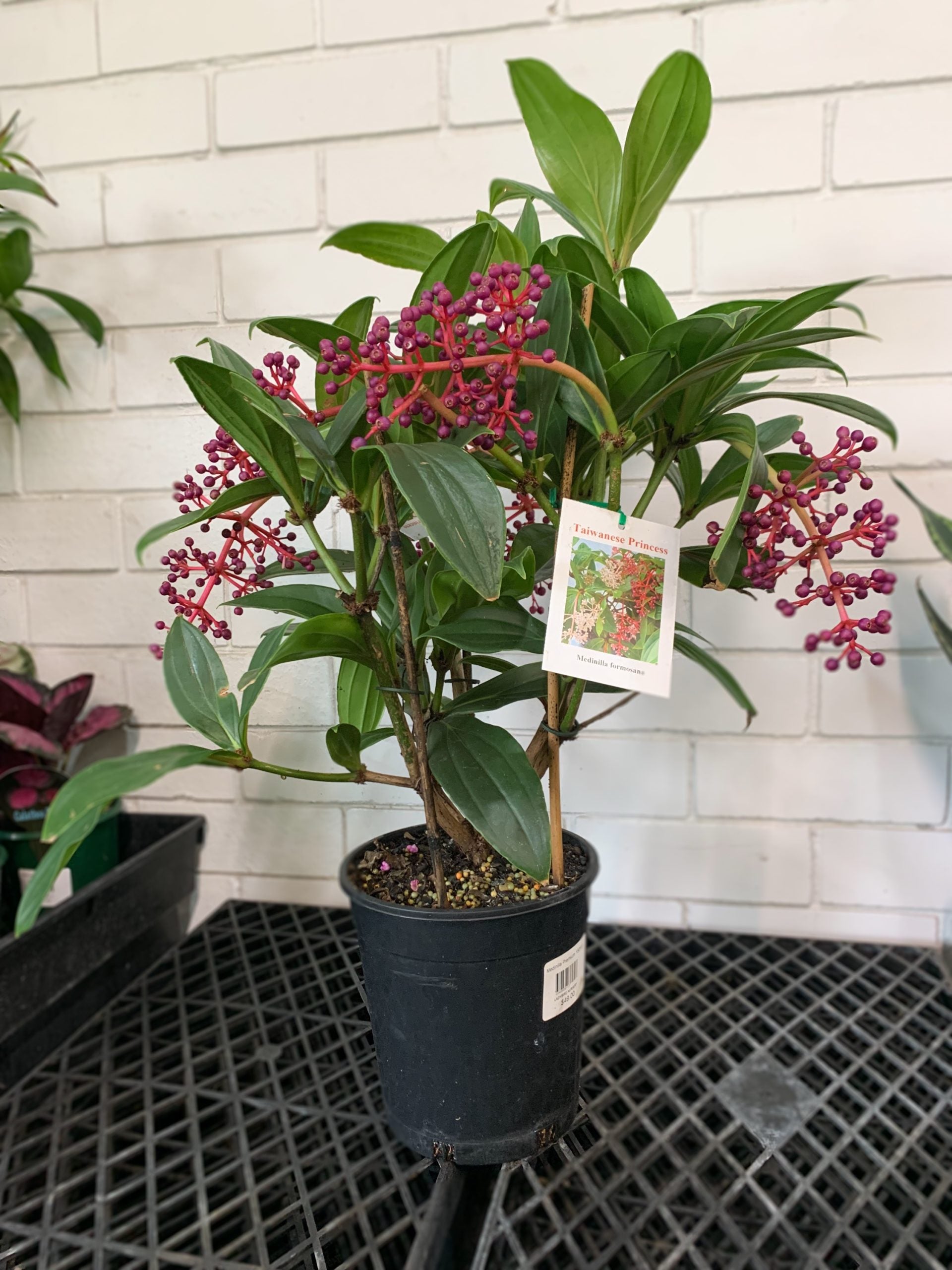 Medinilla Taiwanese Princess (Medinilla Formosa)