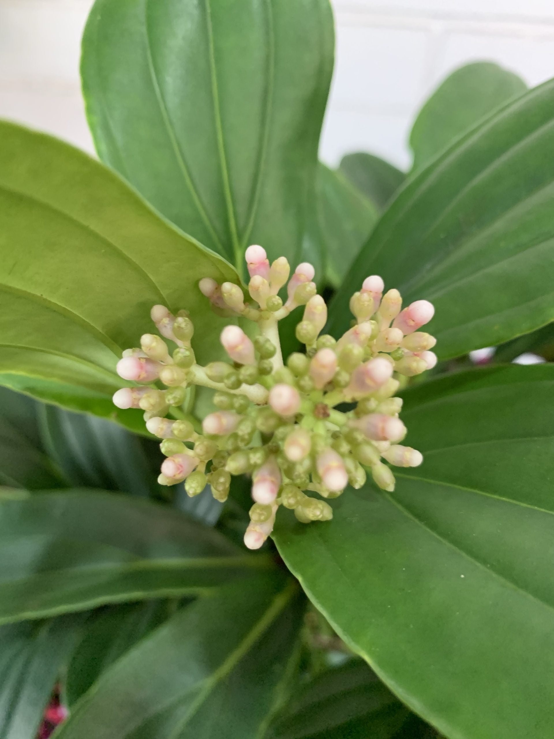 Medinilla Taiwanese Princess (Medinilla Formosa)