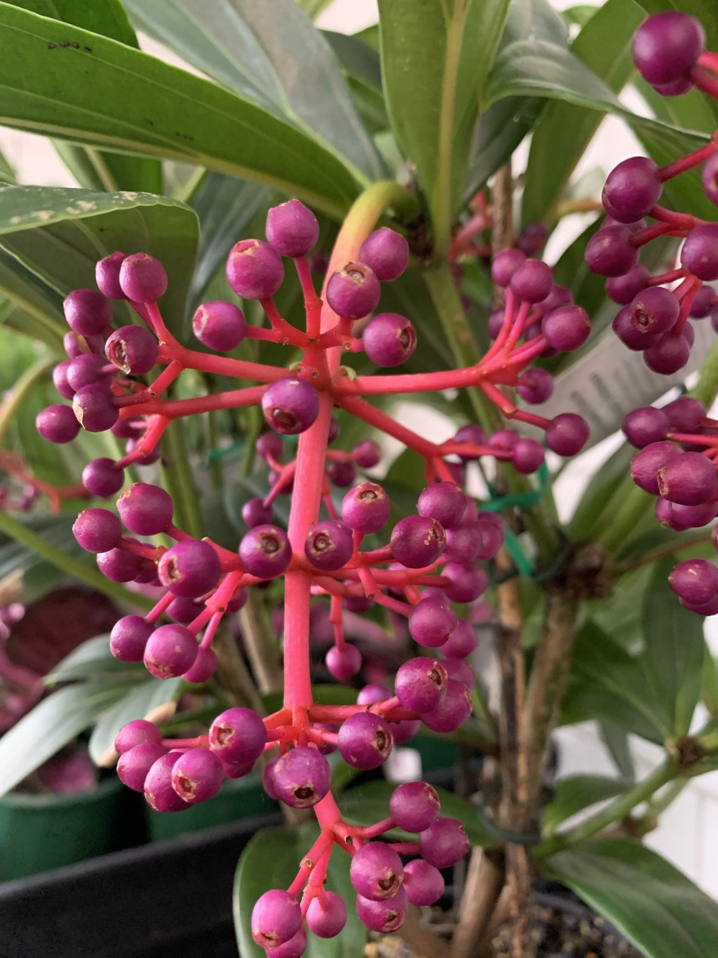 Medinilla Taiwanese Princess (Medinilla Formosa)