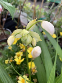 Ground Orchid Snow Angel (Spathoglottis plicata)