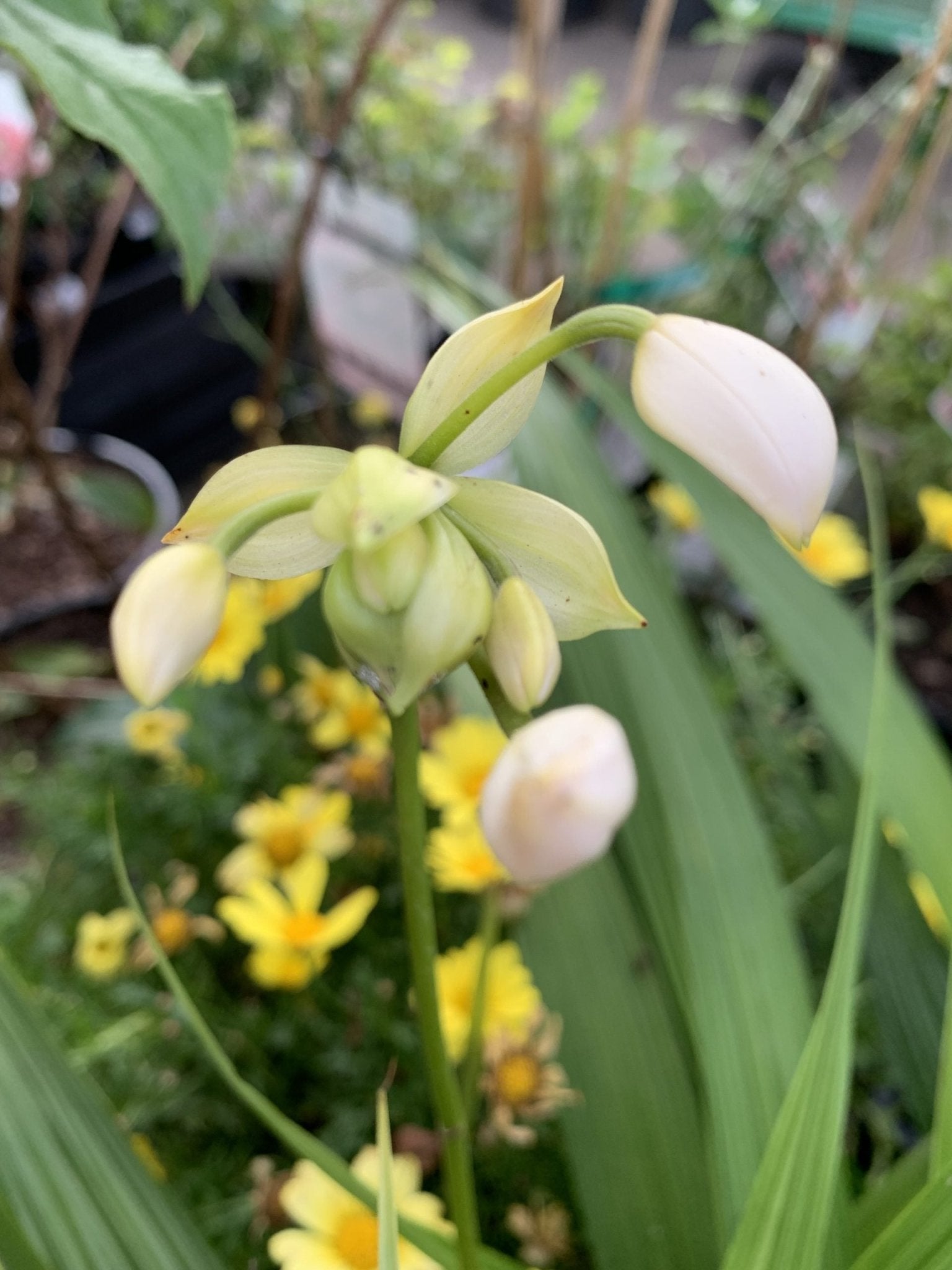 Ground Orchid Snow Angel (Spathoglottis plicata) - Ladybird Nursery