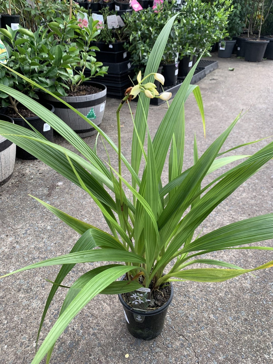 Ground Orchid Snow Angel (Spathoglottis plicata) - Ladybird Nursery