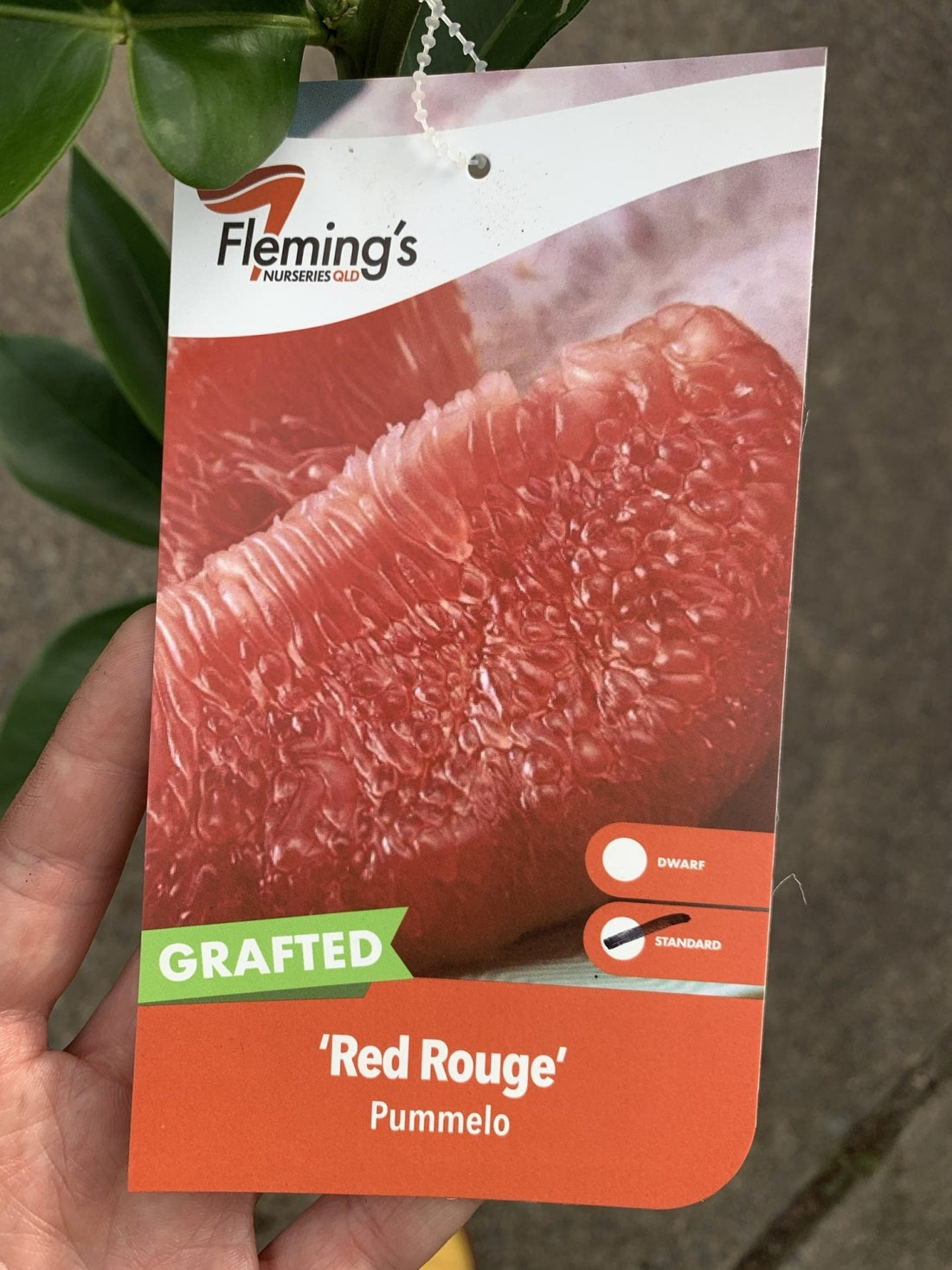 Pummelo 'Red Rouge' (QLD ONLY) - Ladybird Nursery