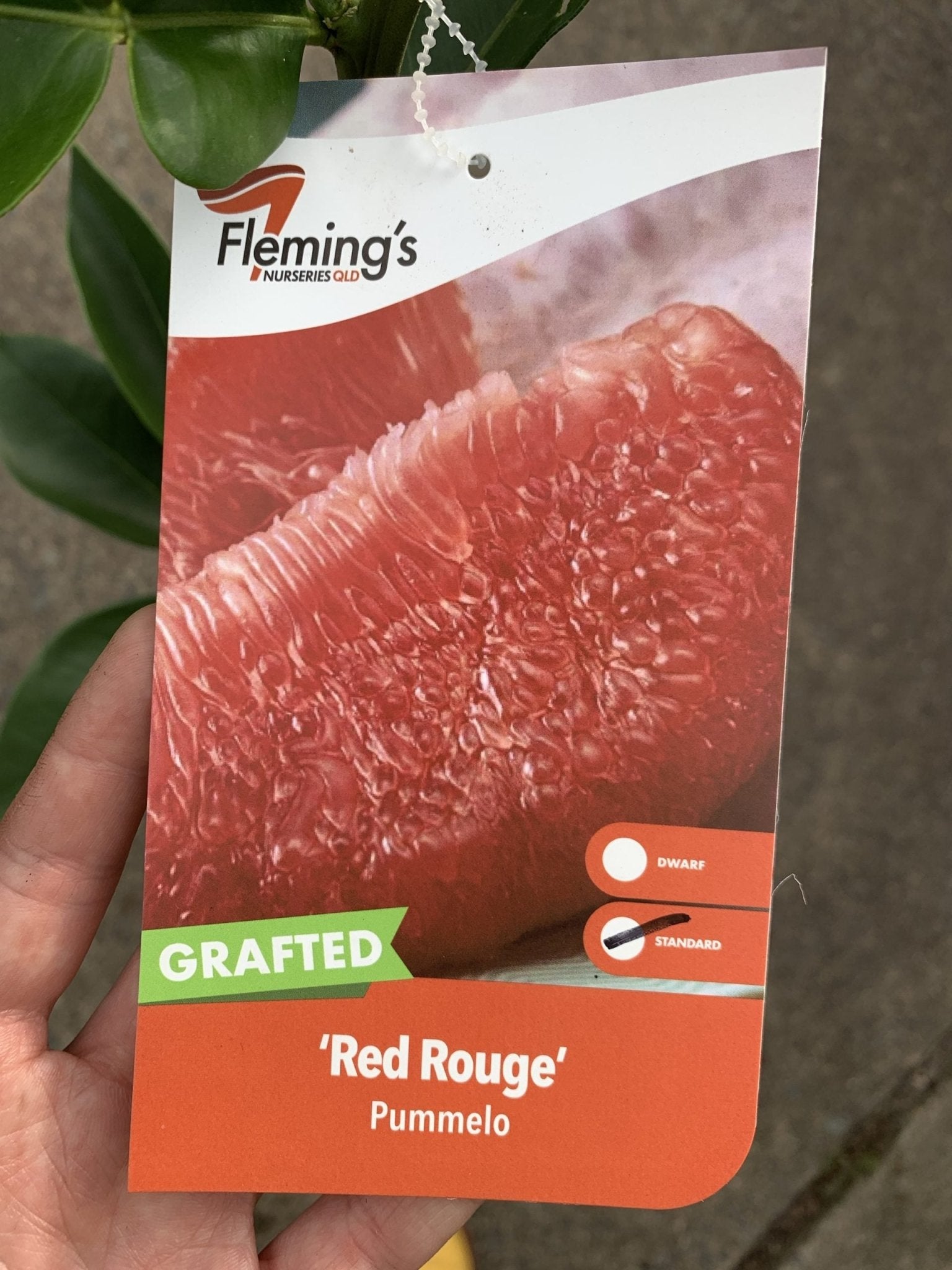 Pummelo 'Red Rouge' (QLD ONLY) - Ladybird Nursery