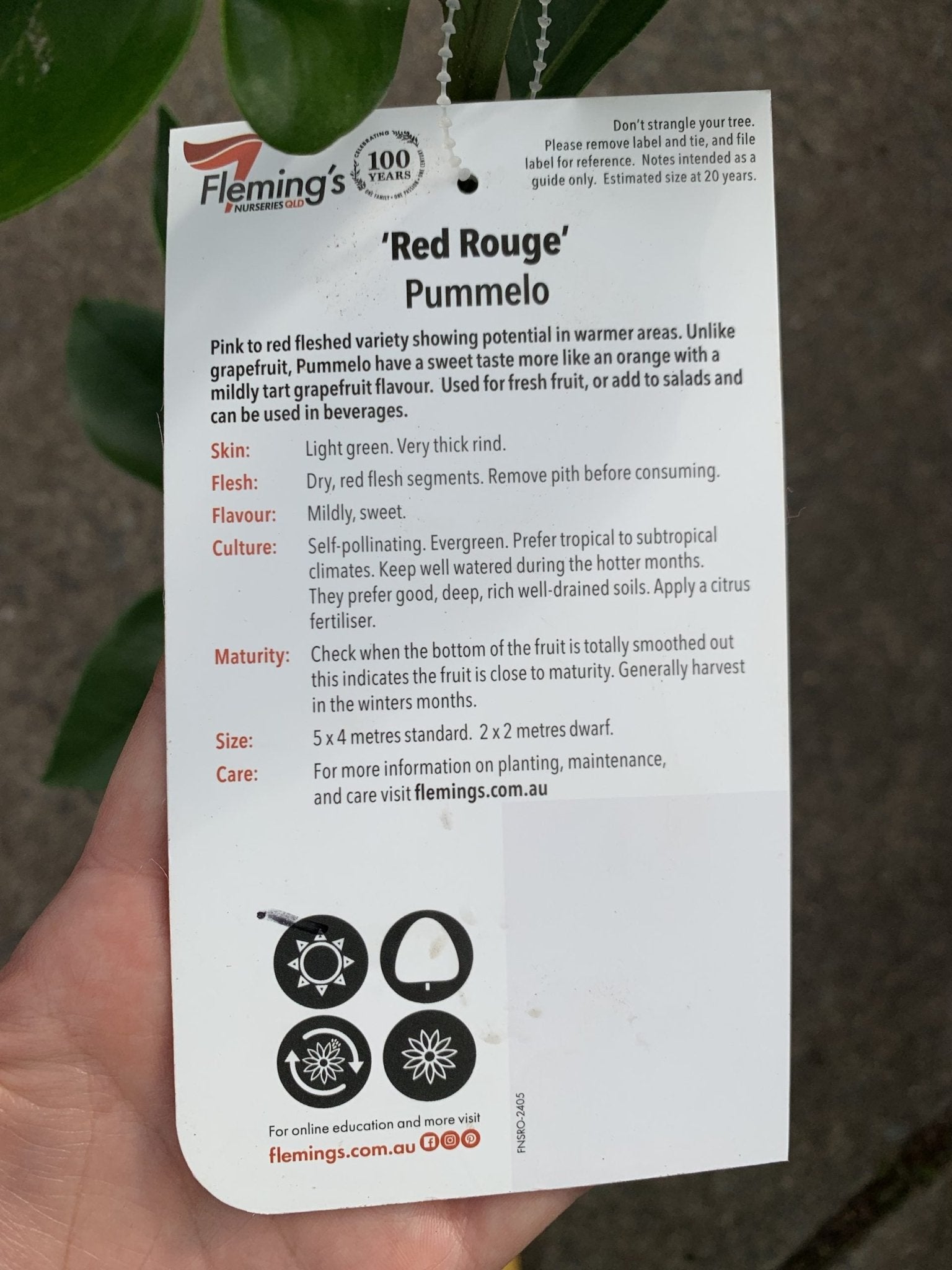 Pummelo 'Red Rouge' (QLD ONLY) - Ladybird Nursery