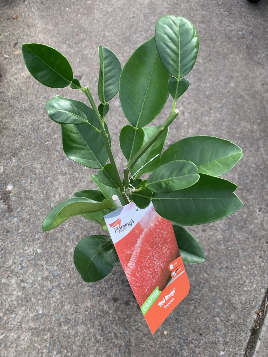 Pummelo 'Red Rouge' (QLD ONLY) - Ladybird Nursery