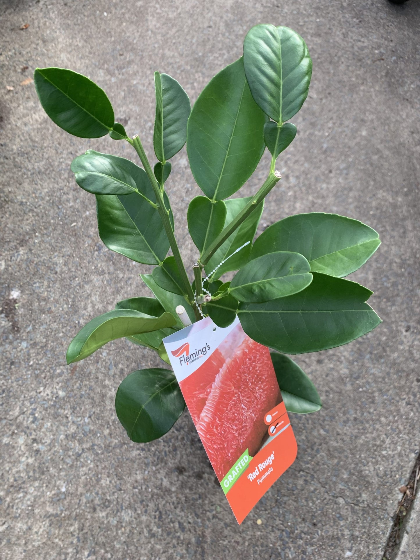 Pummelo 'Red Rouge'