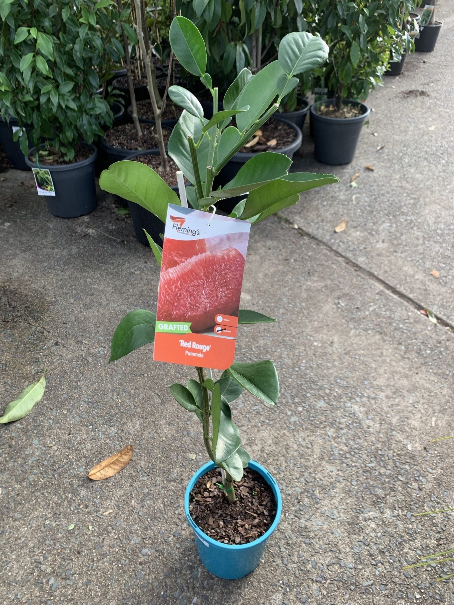 Pummelo 'Red Rouge' (QLD ONLY) - Ladybird Nursery