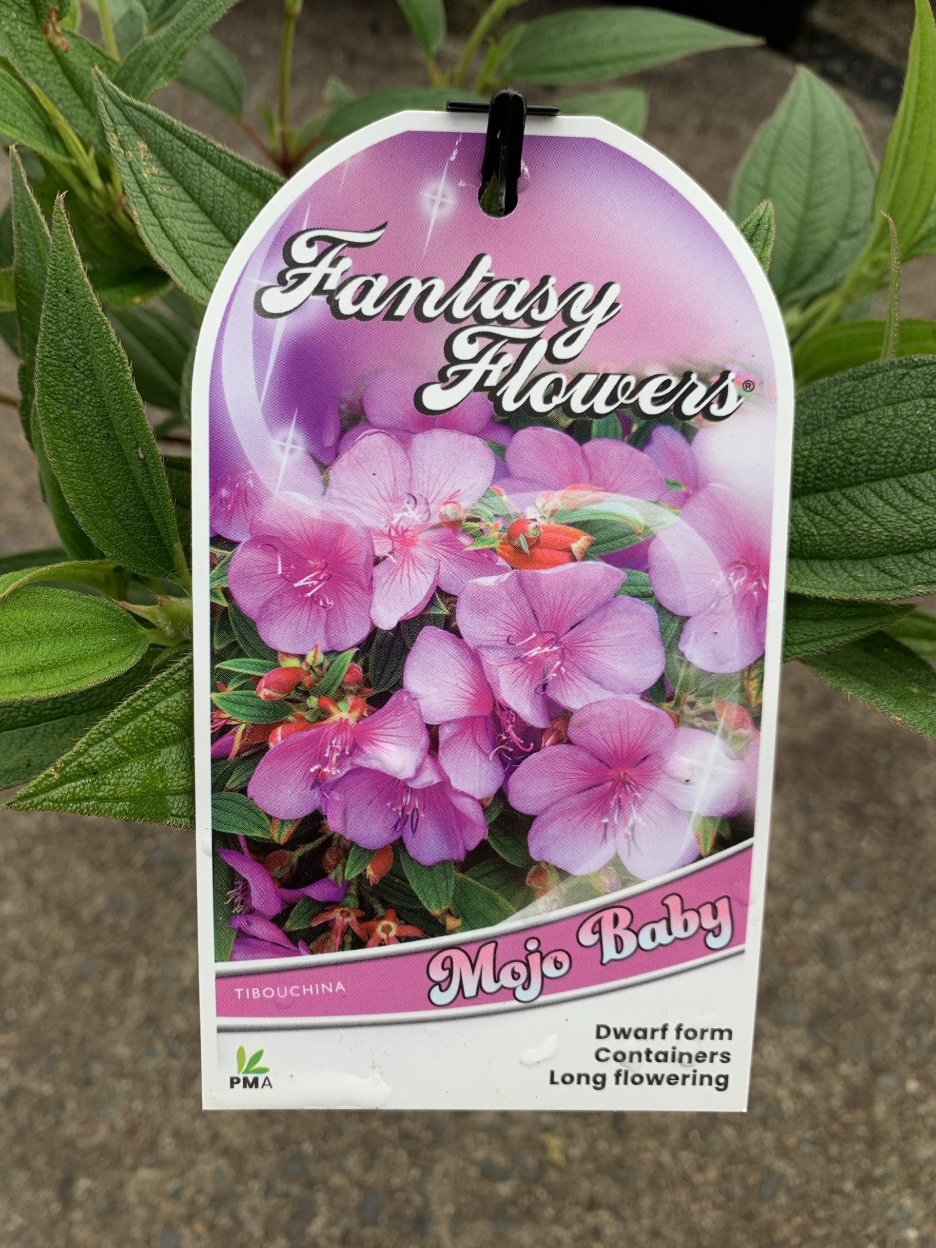 Tibouchina 'Mojo Baby'