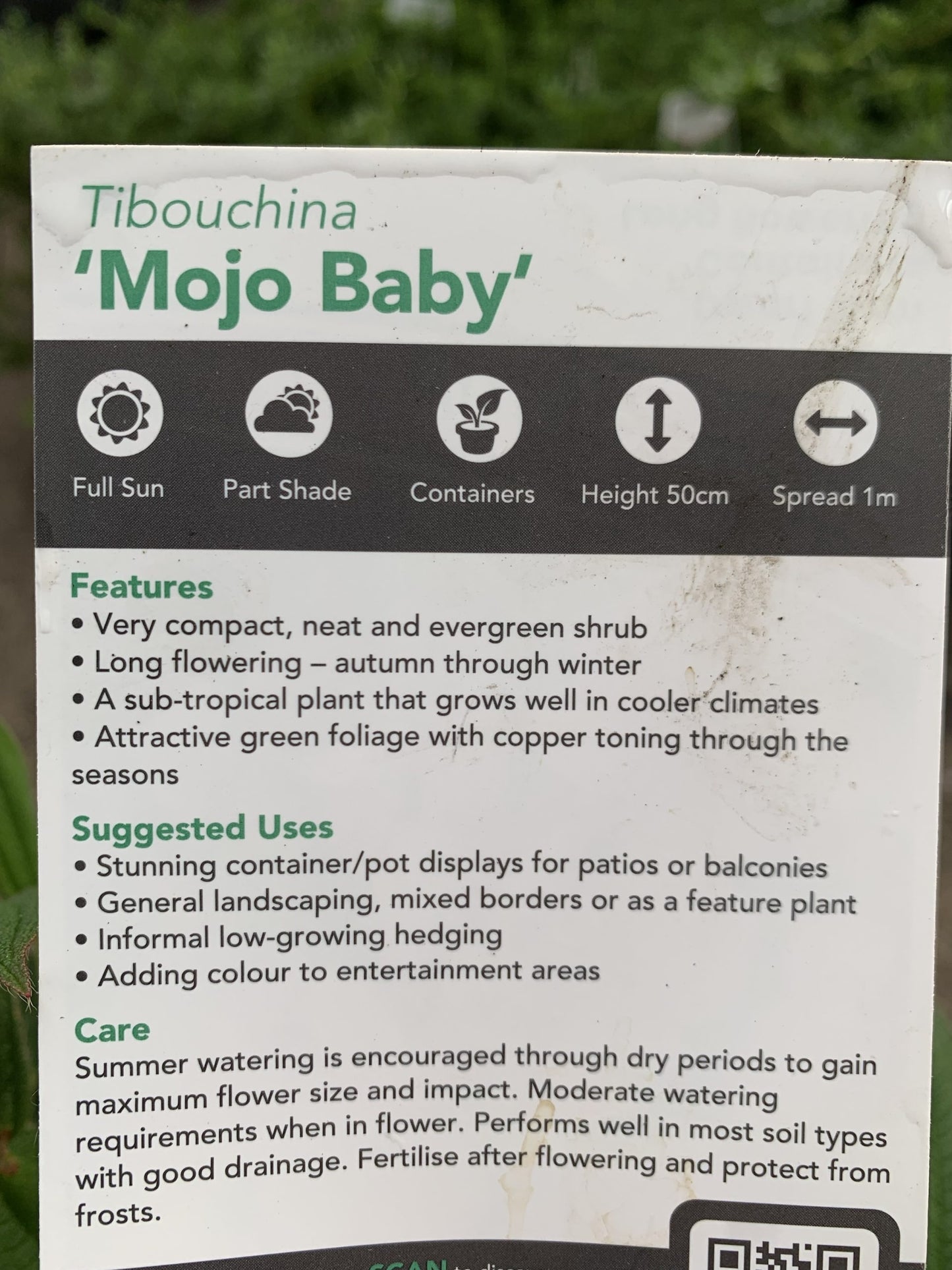 Tibouchina 'Mojo Baby'