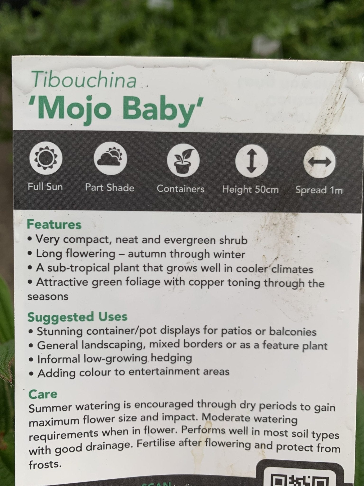 Tibouchina 'Mojo Baby' - Ladybird Nursery