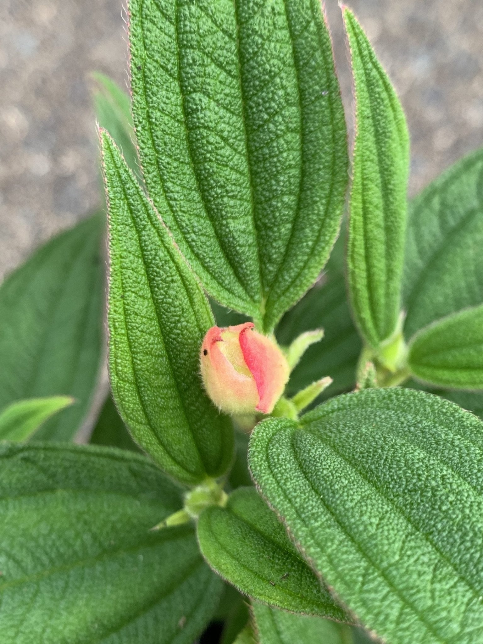 Tibouchina 'Mojo Baby' - Ladybird Nursery