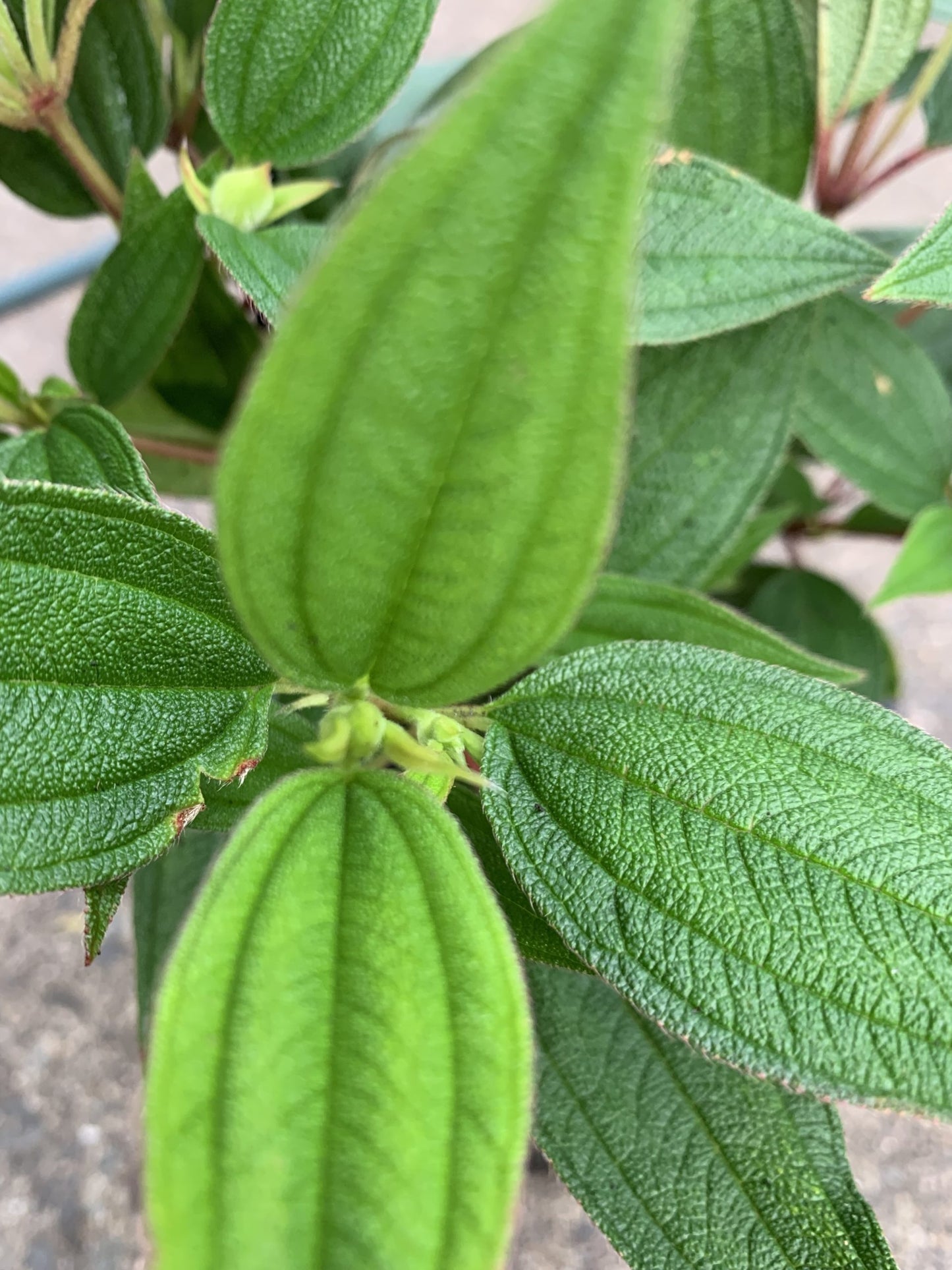 Tibouchina 'Mojo Baby'