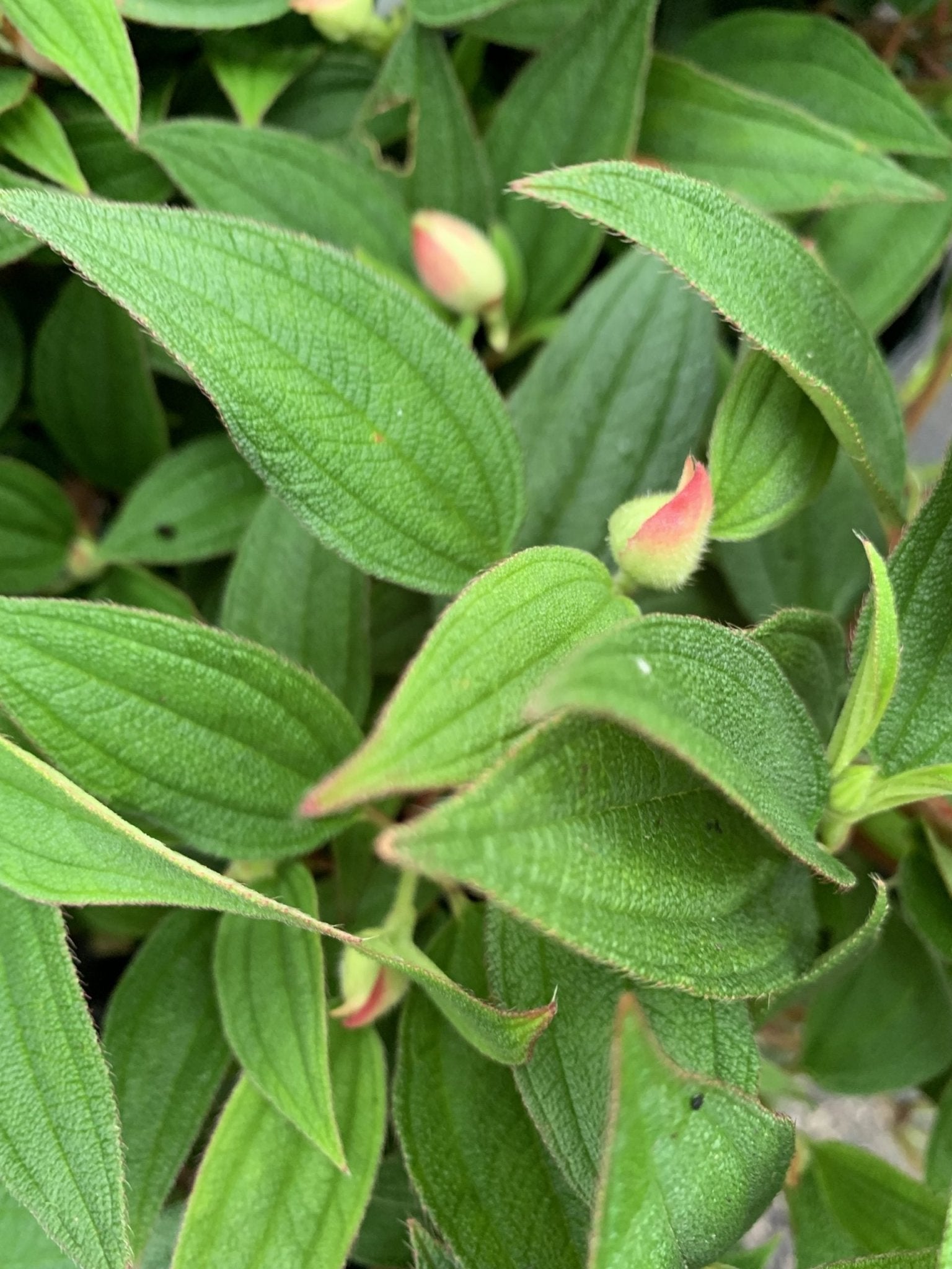 Tibouchina 'Mojo Baby' - Ladybird Nursery