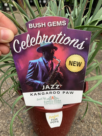 Kangaroo Paw Celebrations Jazz (Anigozanthos)