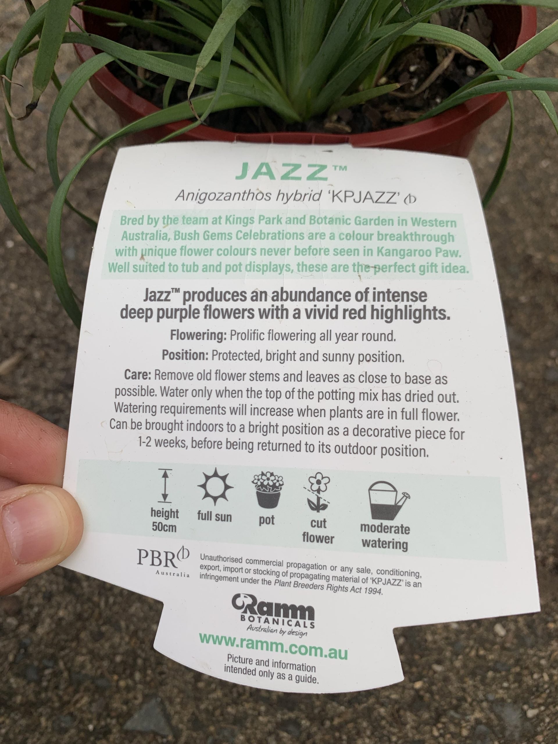 Kangaroo Paw Celebrations Jazz (Anigozanthos)