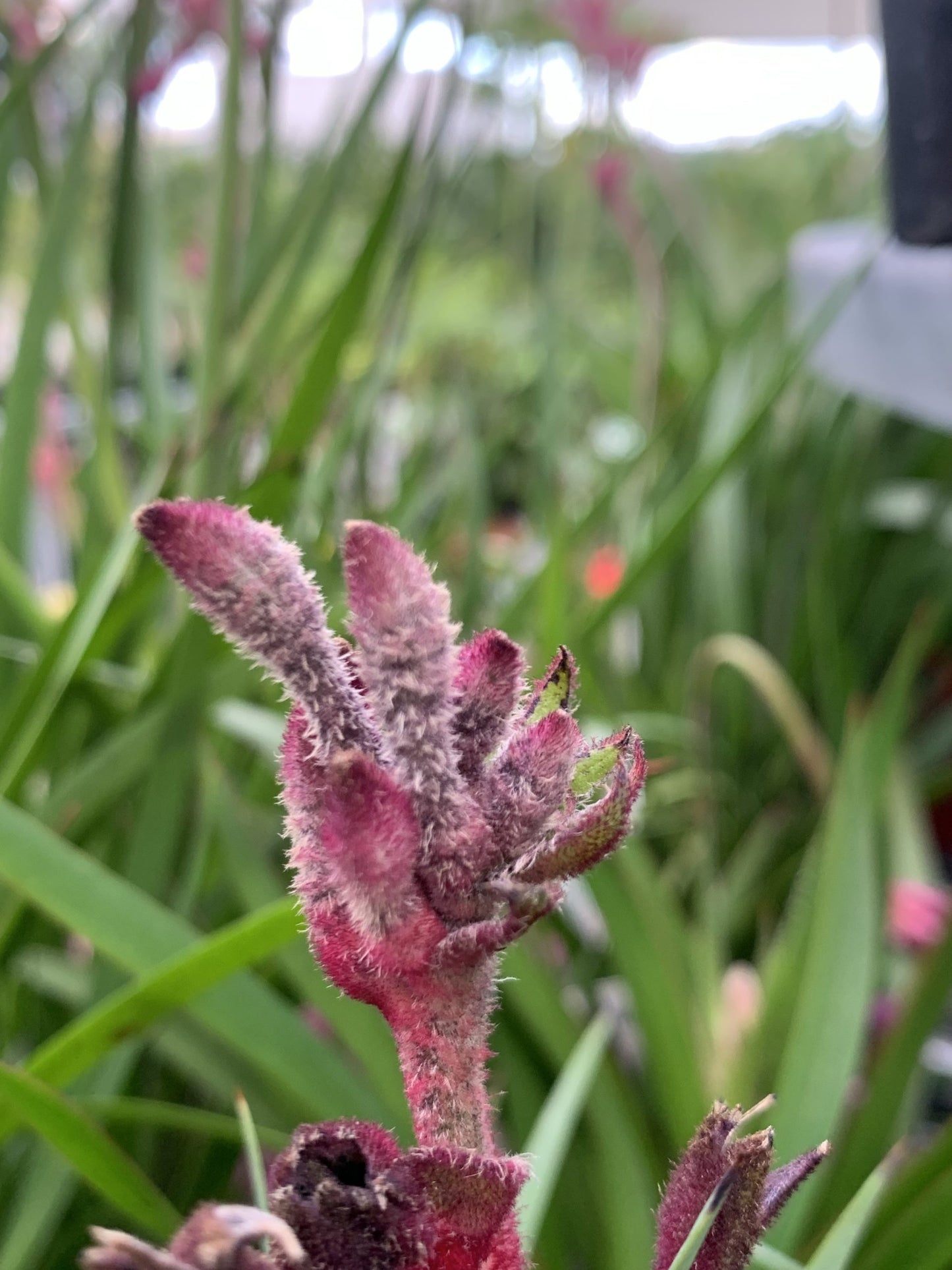 Kangaroo Paw Celebrations Jazz (Anigozanthos)