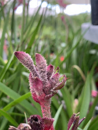 Kangaroo Paw Celebrations Jazz (Anigozanthos)