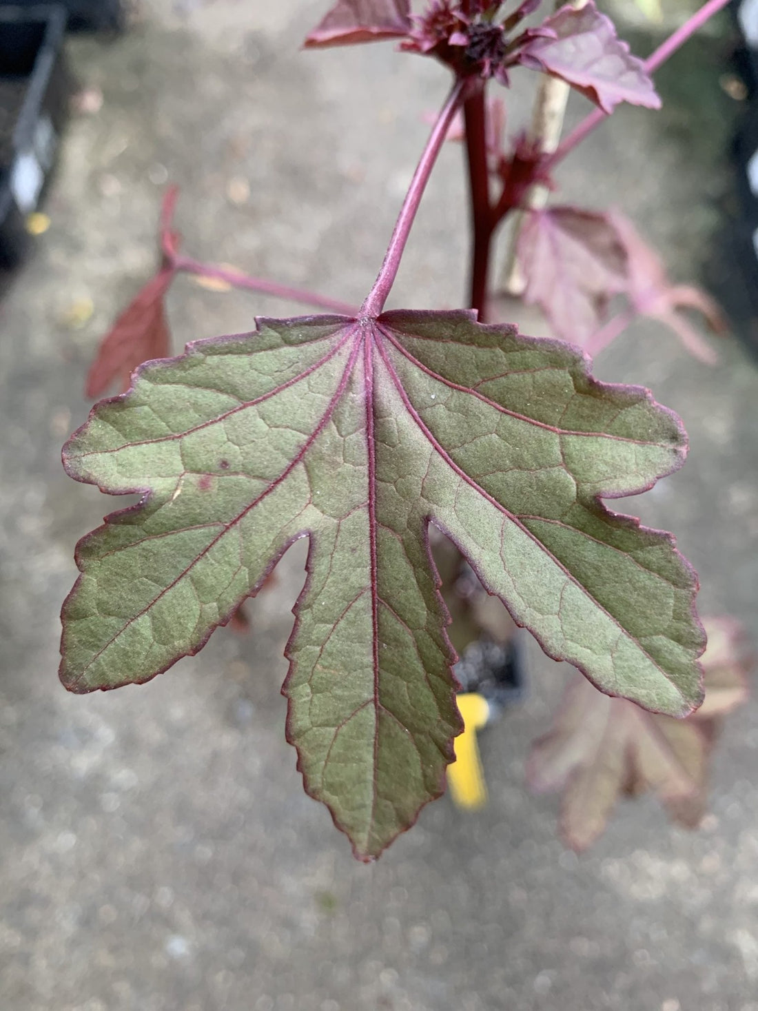 Cranberry Hibiscus (Hibiscus acetosella) - Ladybird Nursery