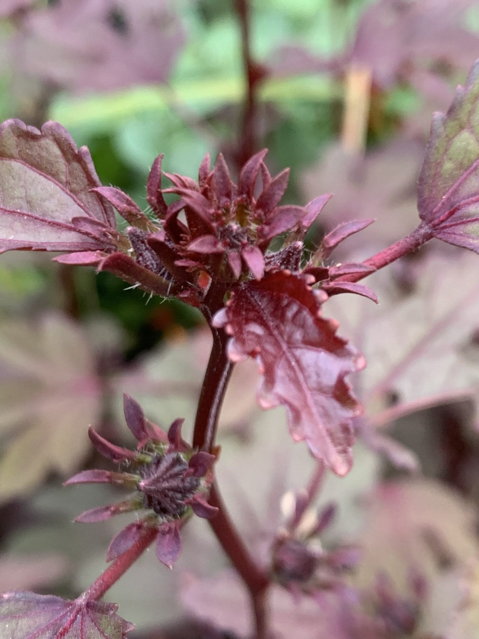 Cranberry Hibiscus (Hibiscus acetosella) - Ladybird Nursery