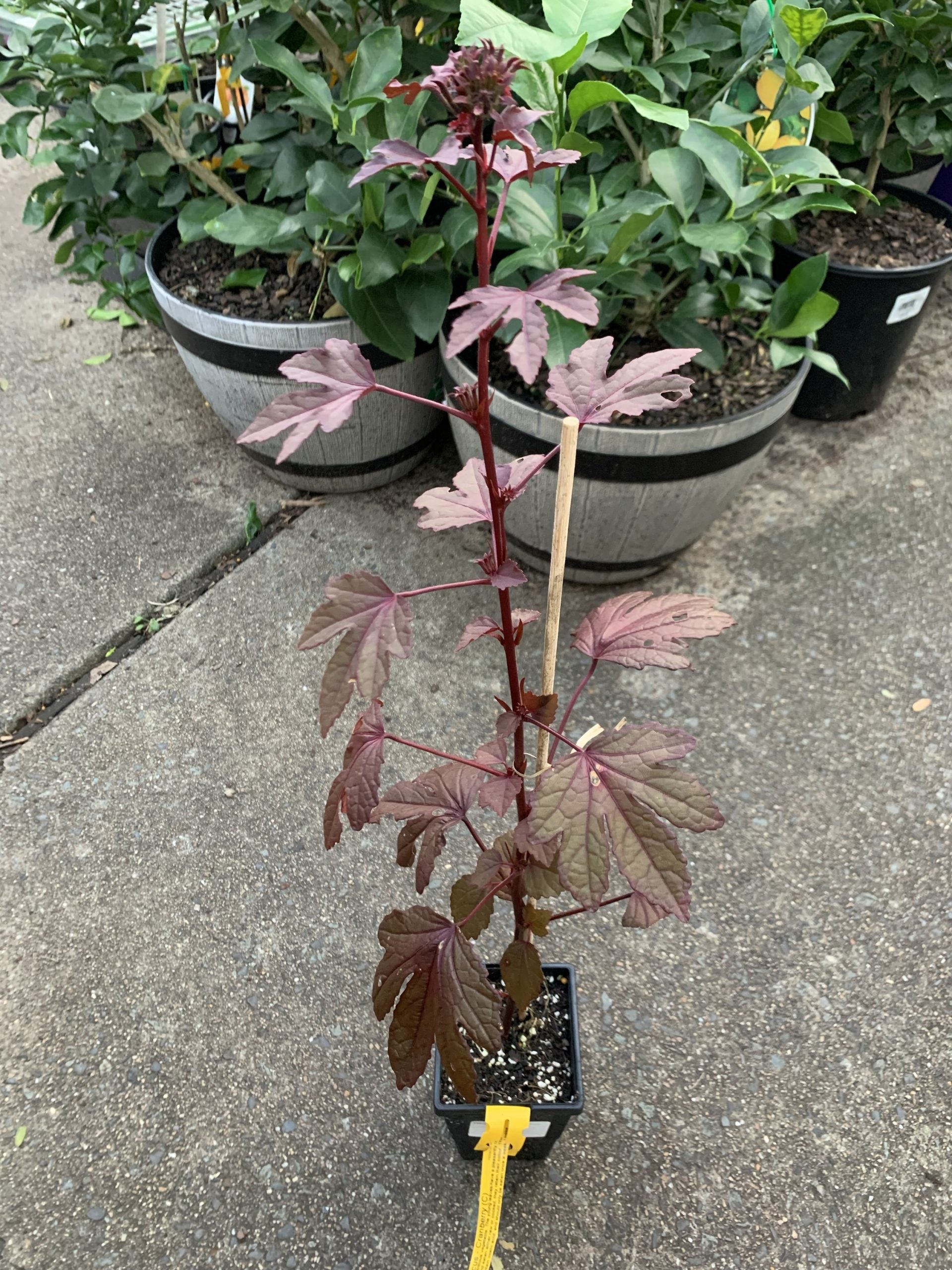Cranberry Hibiscus (Hibiscus acetosella)