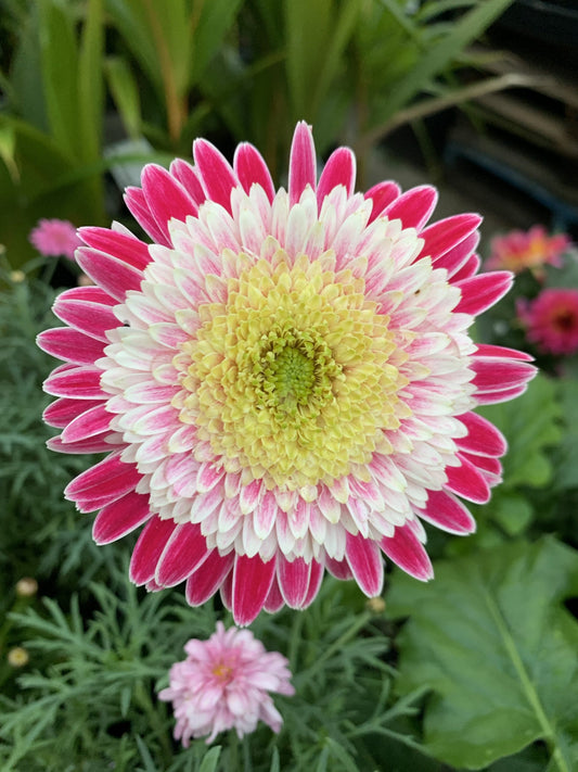 Gerbera 'Corine'