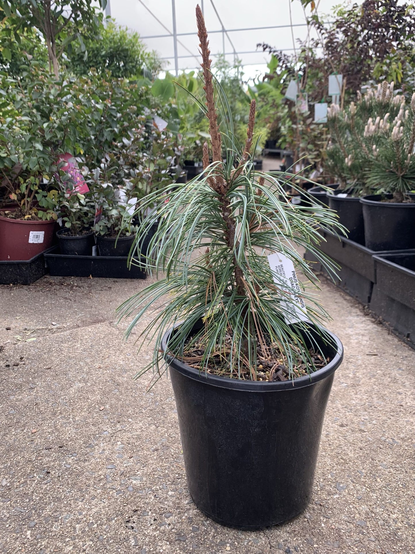 Pinus koraiensis - Dragon Eye