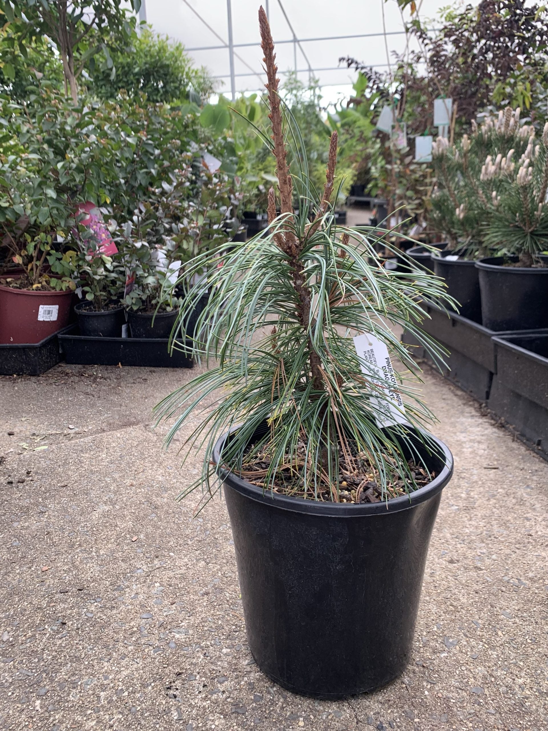 Pinus koraiensis - Dragon Eye