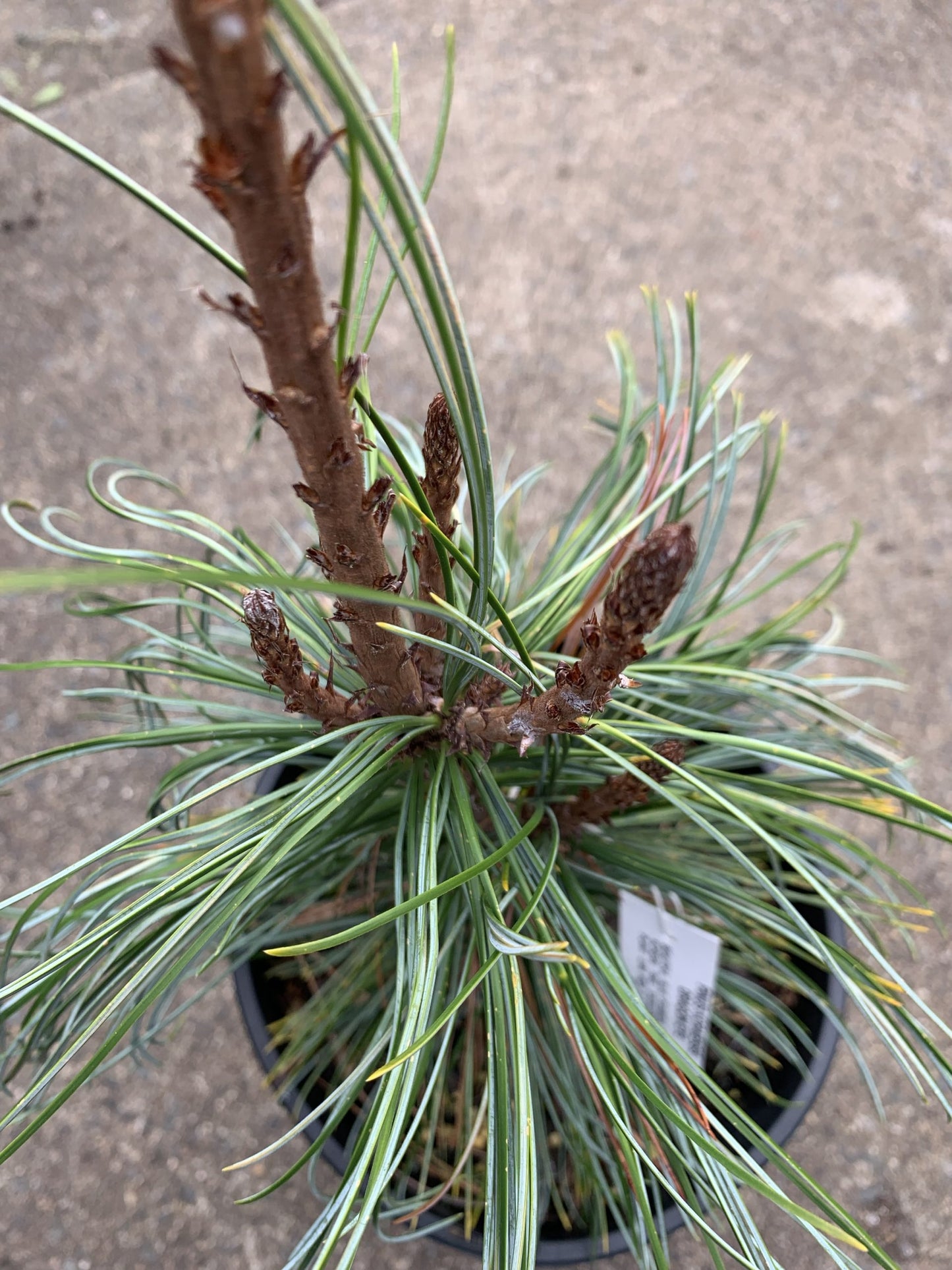 Pinus koraiensis - Dragon Eye
