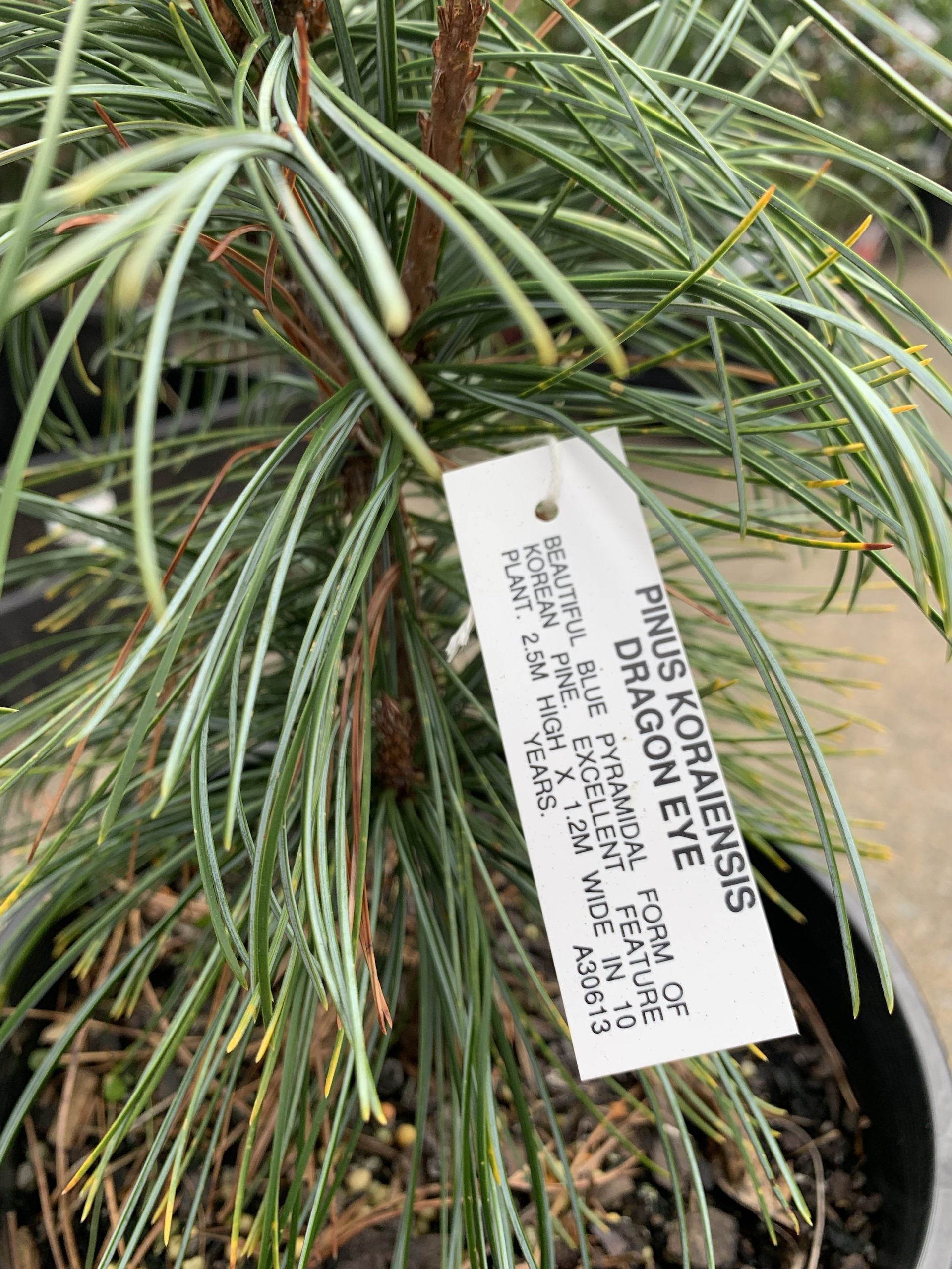 Pinus koraiensis - Dragon Eye