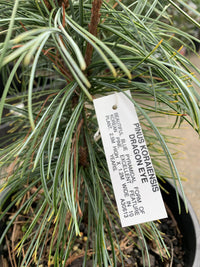 Pinus koraiensis - Dragon Eye