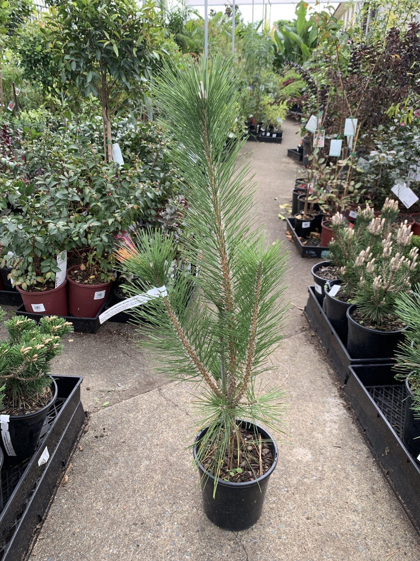 Kyotto Nishiki 'Japanese Black Pine' (Pinus thunbergii)