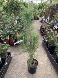 Nishiki Kyokko 'Japanese Black Pine' (Pinus thunbergii) - Ladybird Nursery