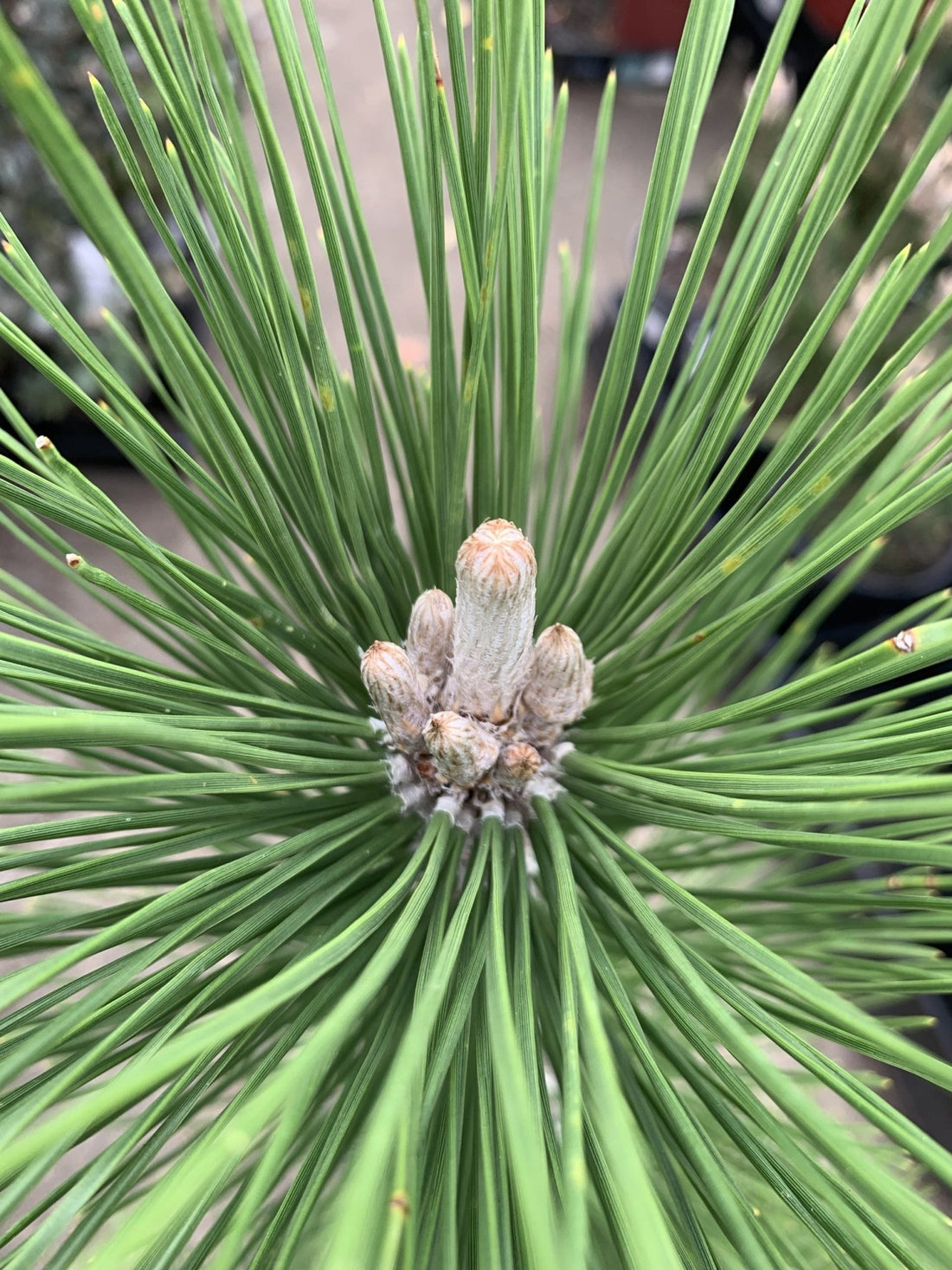 Nishiki Kyokko 'Japanese Black Pine' (Pinus thunbergii) - Ladybird Nursery