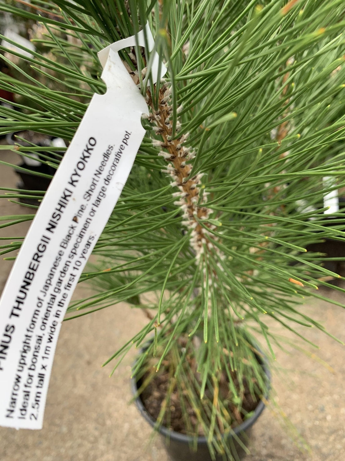 Nishiki Kyokko 'Japanese Black Pine' (Pinus thunbergii) - Ladybird Nursery