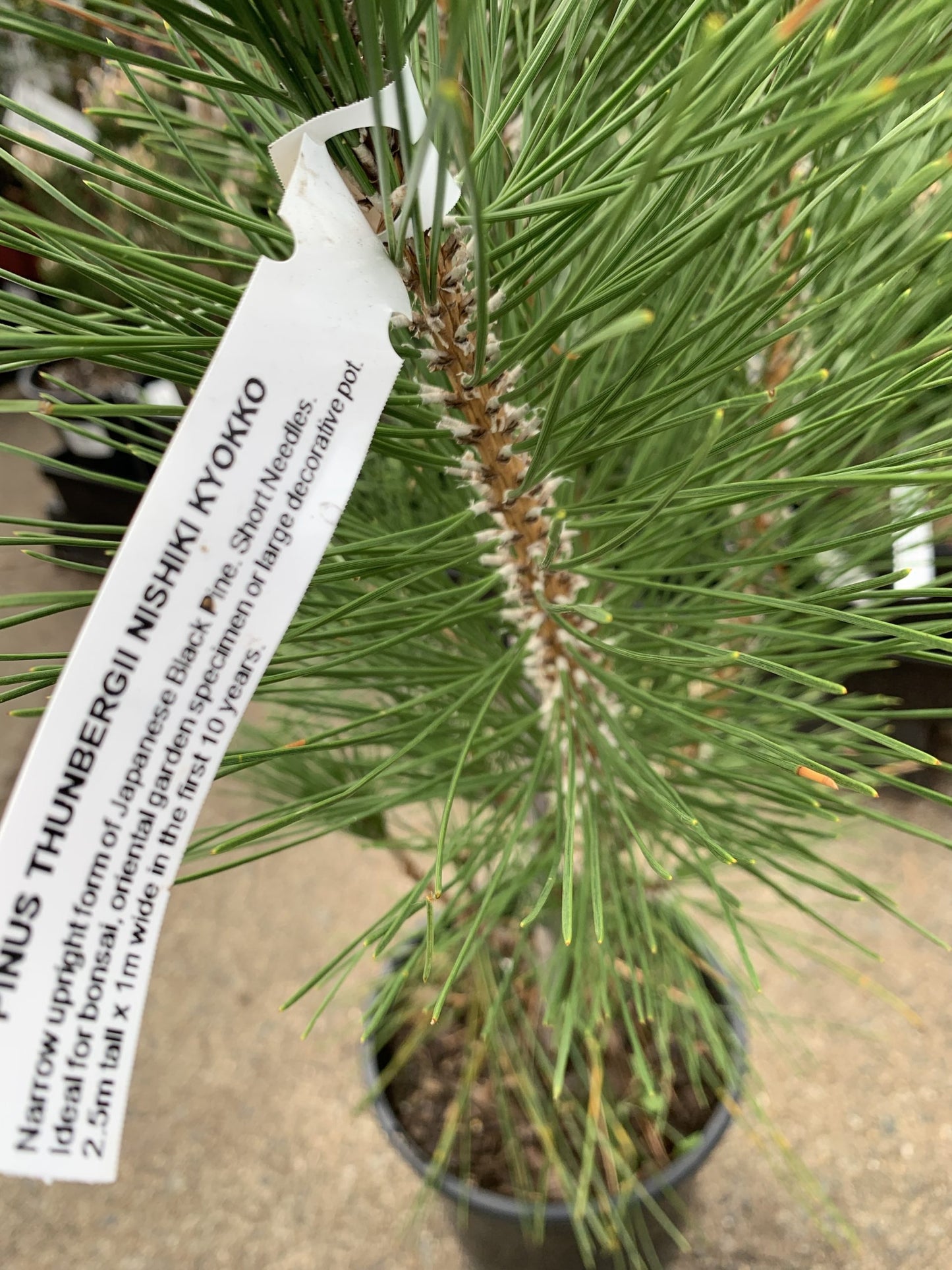 Kyotto Nishiki 'Japanese Black Pine' (Pinus thunbergii)
