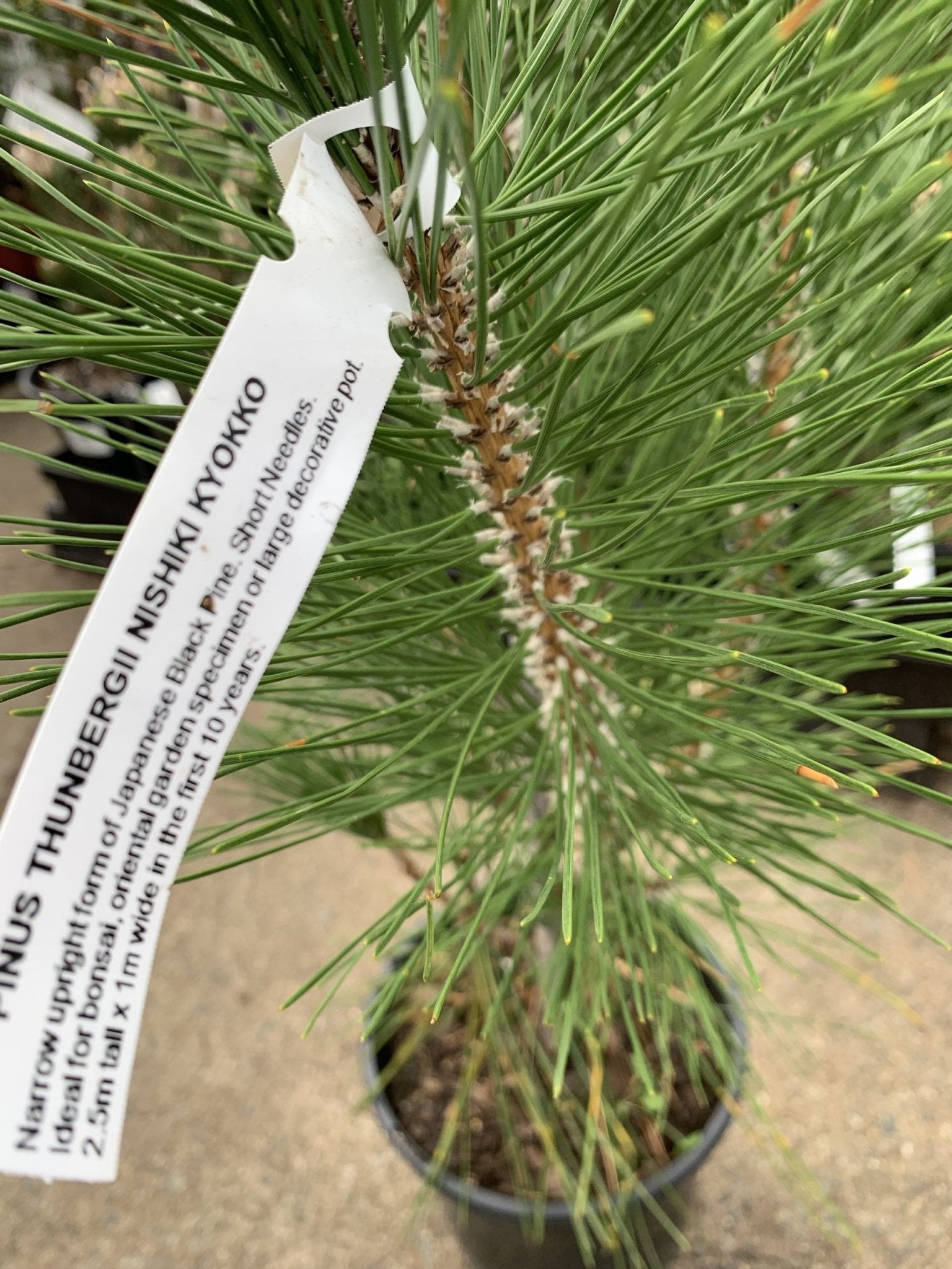 Nishiki Kyokko 'Japanese Black Pine' (Pinus thunbergii) - Ladybird Nursery