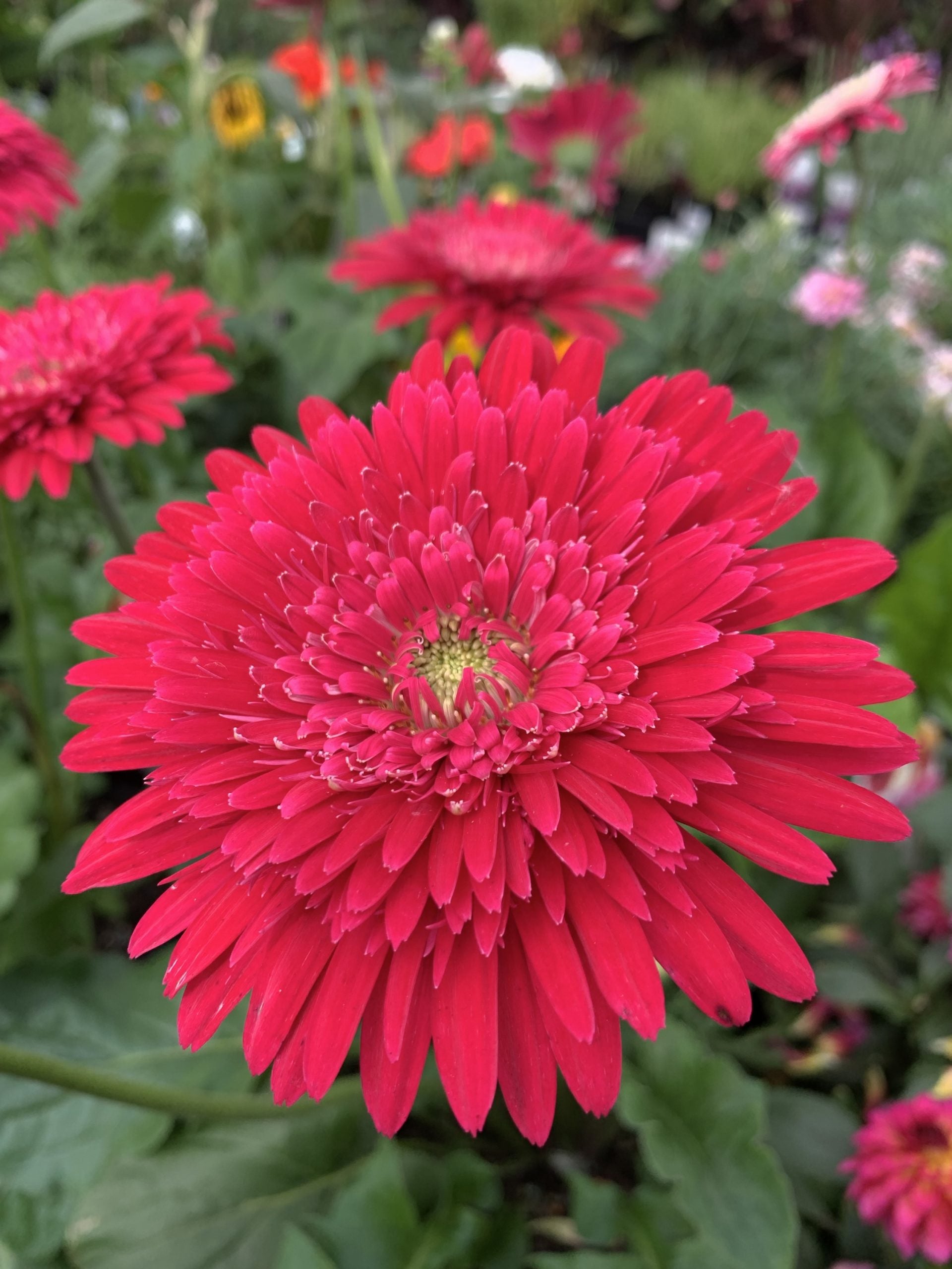 Gerbera 'Milou'