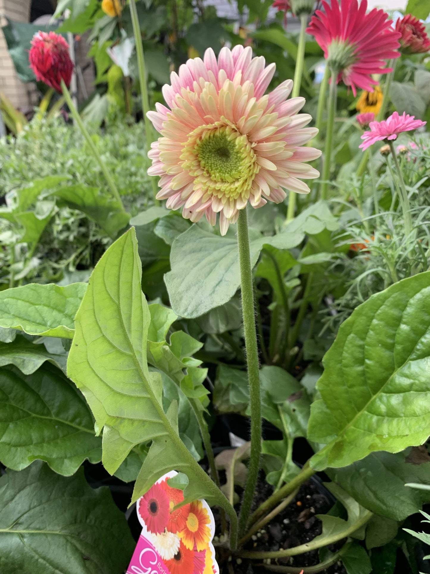 Gerbera 'Corine'