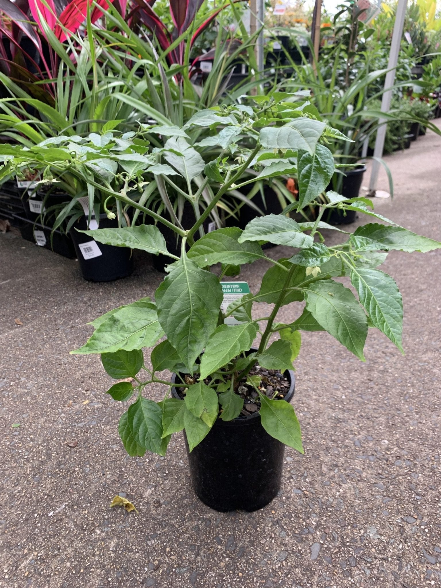 Chilli - Red Habanero - Ladybird Nursery