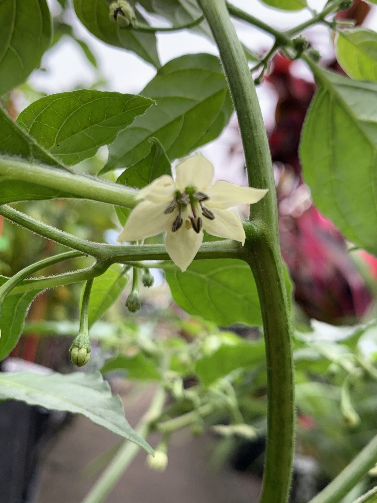 Chilli - Red Habanero - Ladybird Nursery