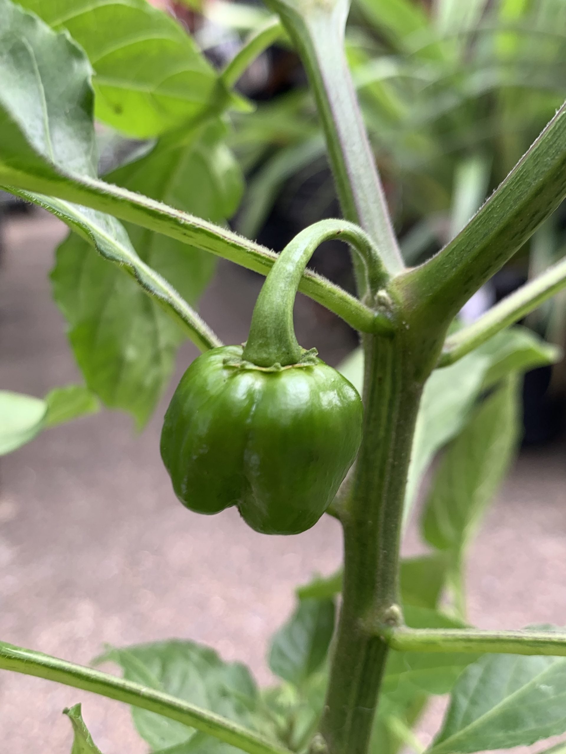 Chilli - Red Habanero