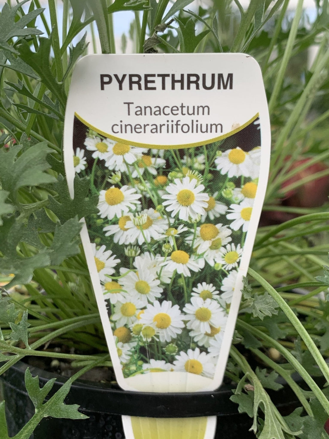 Pyrethrum Daisy (Tanacetum cinerariifolium) - Ladybird Nursery