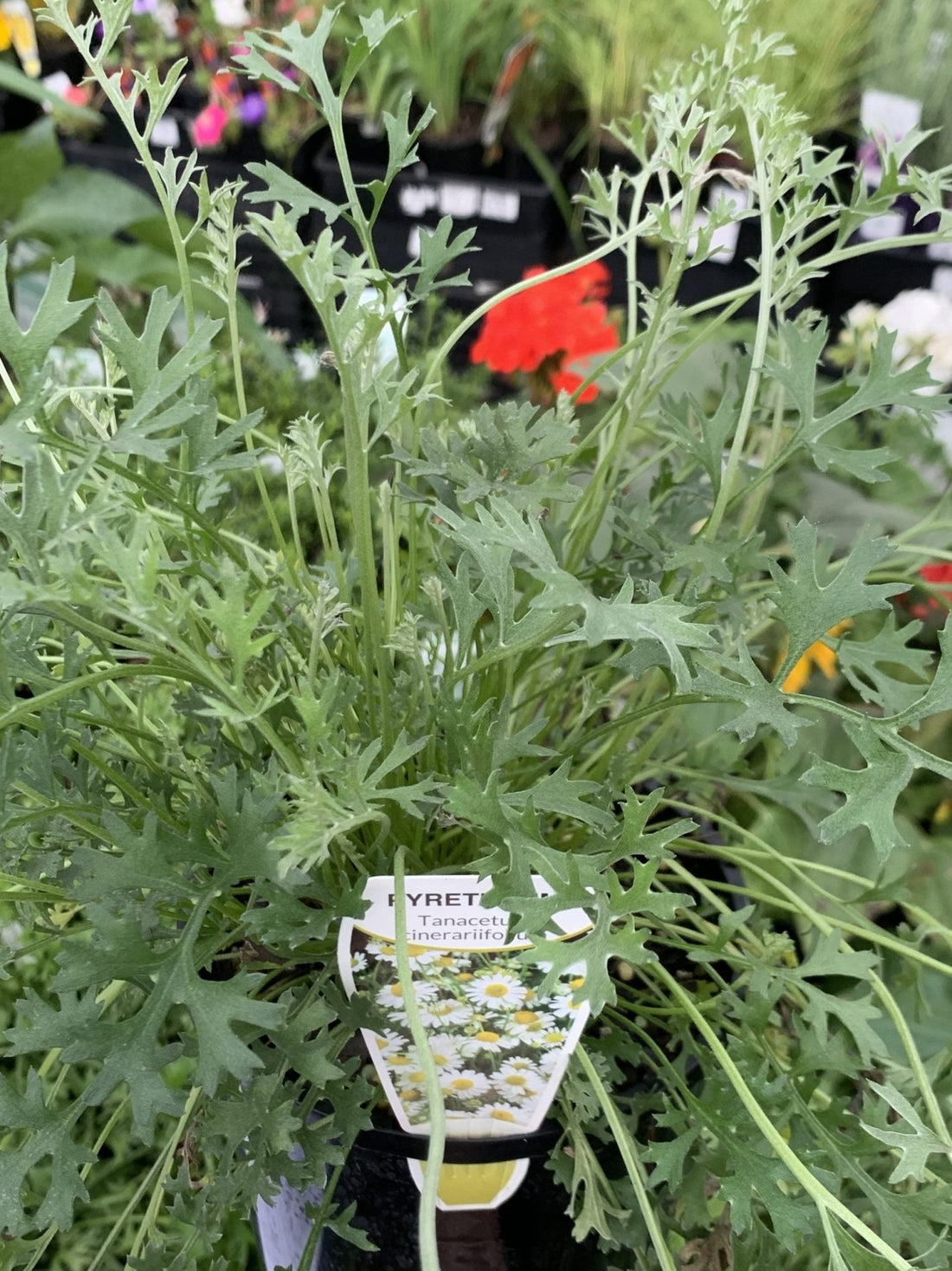 Pyrethrum Daisy (Tanacetum cinerariifolium) - Ladybird Nursery