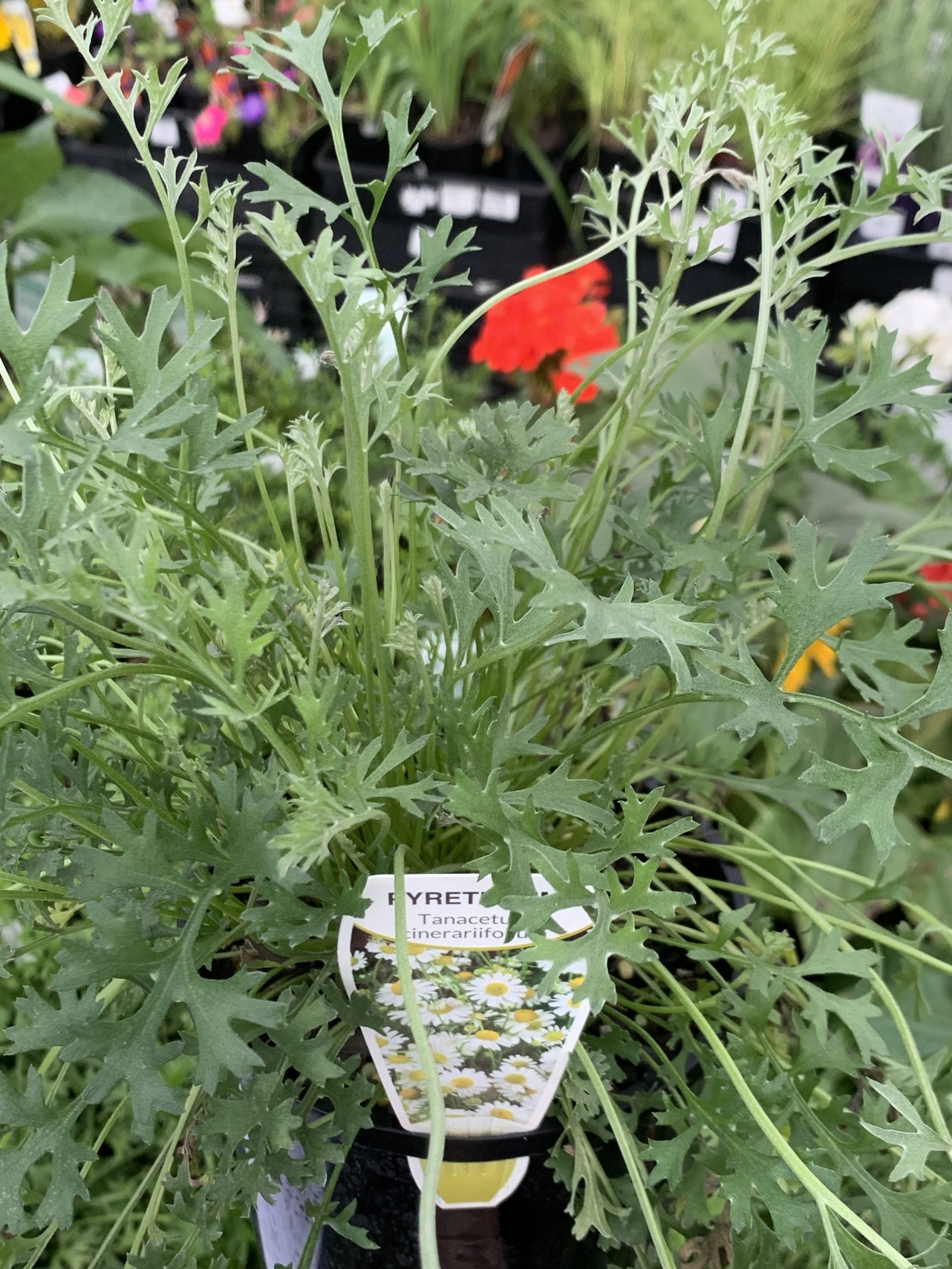 Pyrethrum Daisy (Tanacetum cinerariifolium)